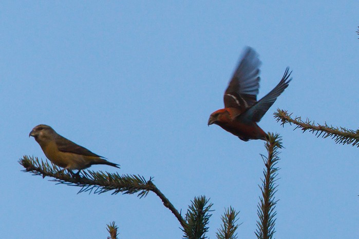 Two-barred Crossbill