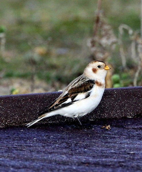 Snow Bunting