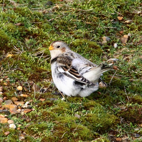 Snow Bunting