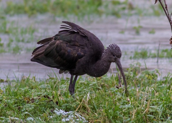 Glossy Ibis