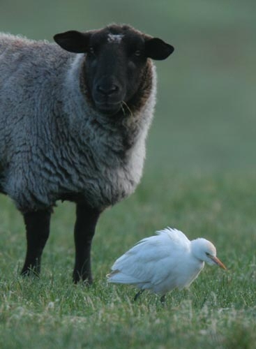 Cattle Egret
