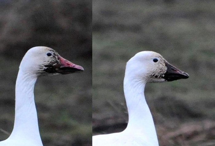 Greater Snow Goose