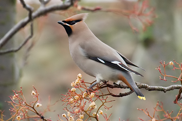 Waxwing