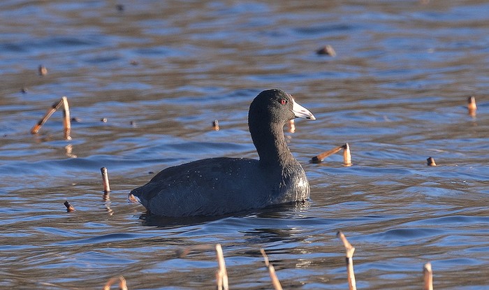 American Coot