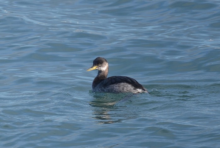 Red-necked Grebe