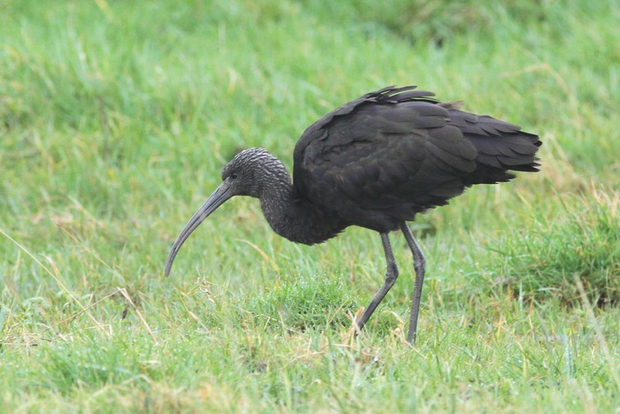 Glossy Ibis