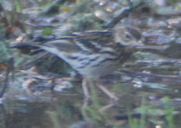 Pechora Pipit