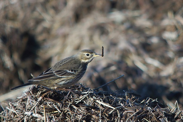 American Buff-bellied Pipit