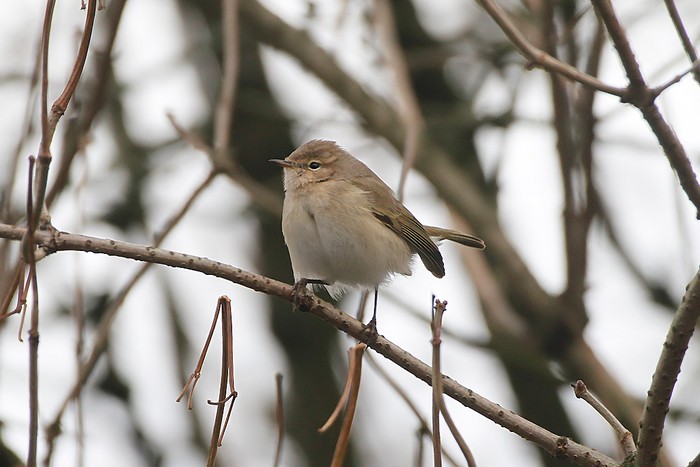 Siberian Chiffchaff