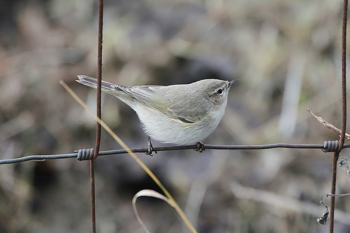 Siberian Chiffchaff