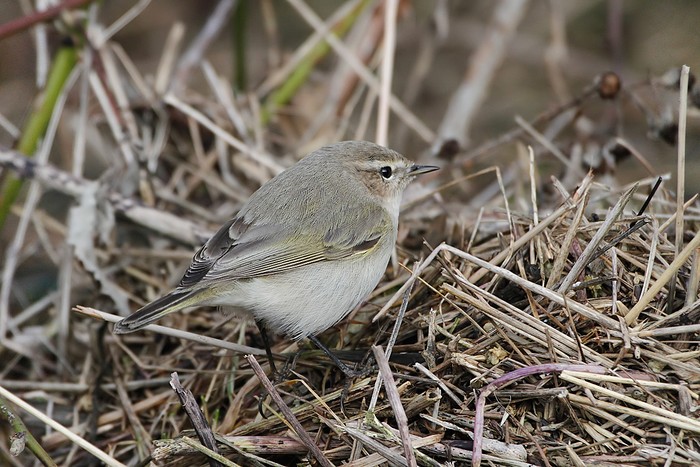 Siberian Chiffchaff