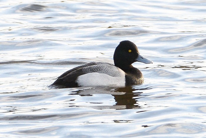 Lesser Scaup