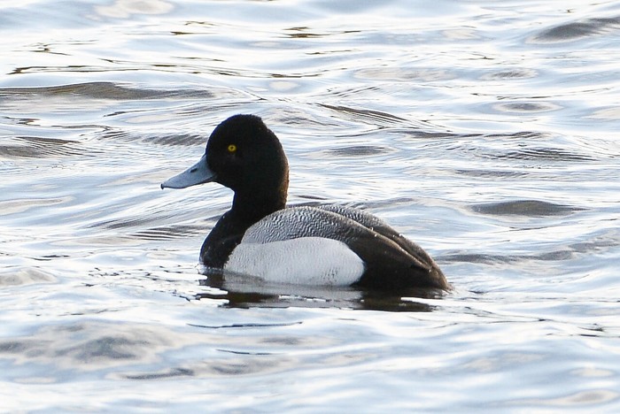 Lesser Scaup