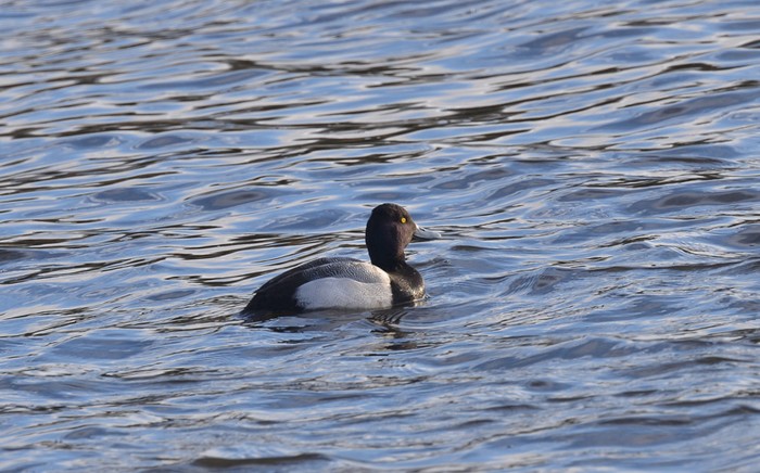 Lesser Scaup