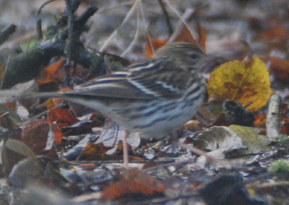 Pechora Pipit