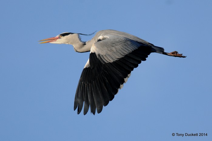 Grey Heron