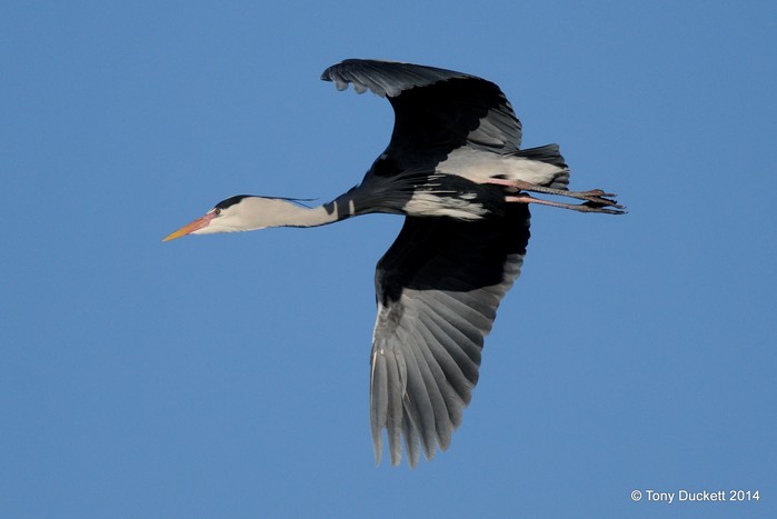 Grey Heron