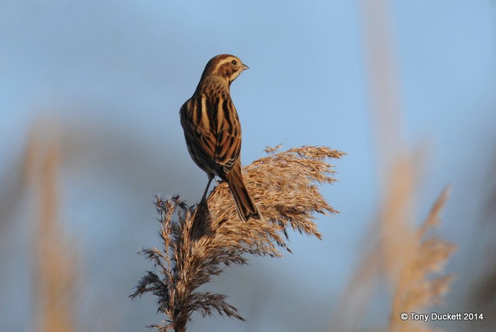 Reed Bunting