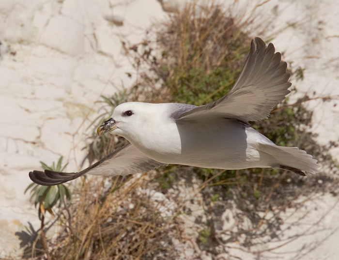 Fulmar