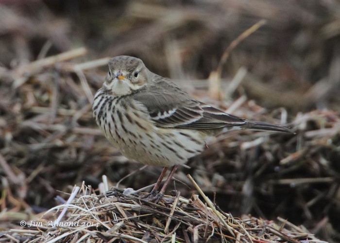 American Buff-bellied Pipit