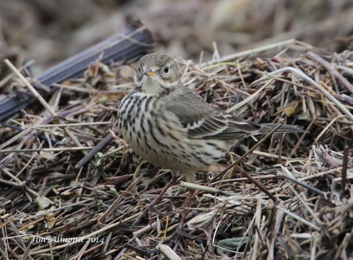 American Buff-bellied Pipit