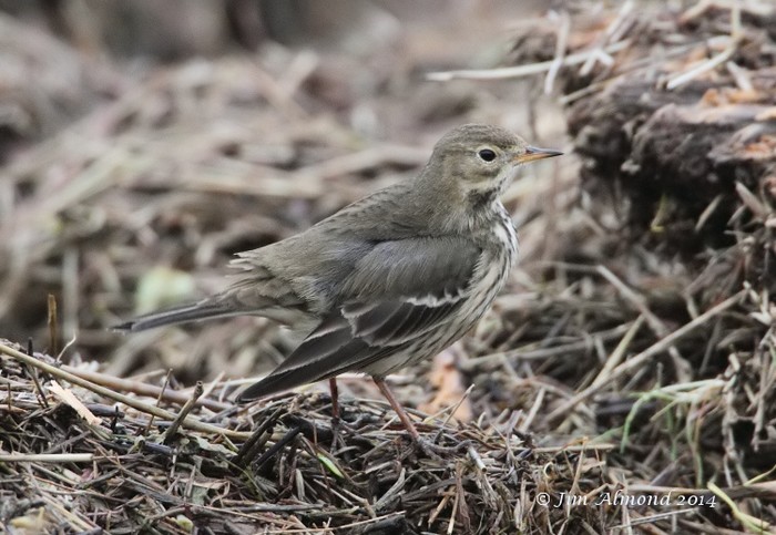 American Buff-bellied Pipit