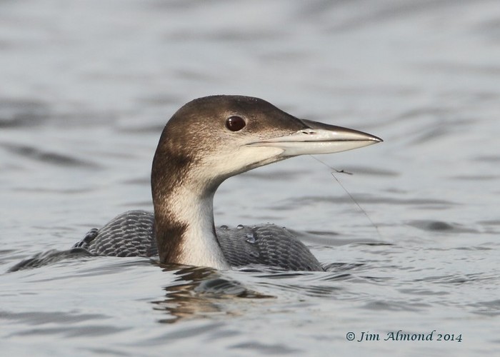 Great Northern Diver