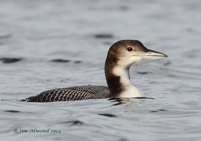 Great Northern Diver