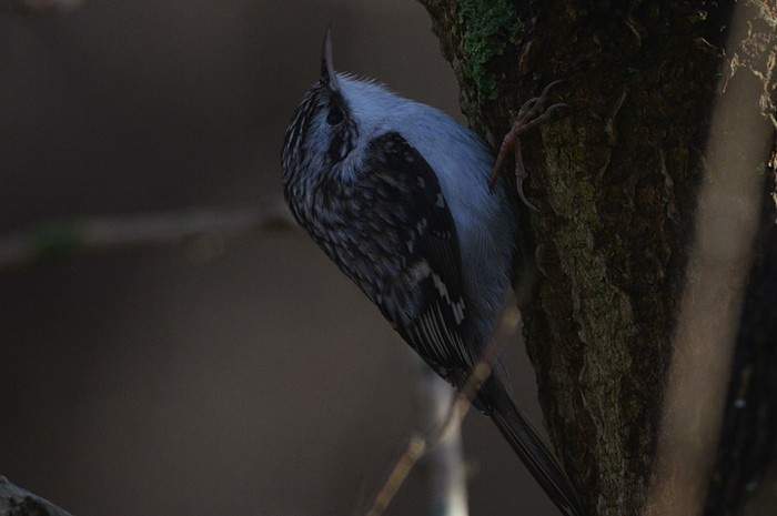 Northern Treecreeper