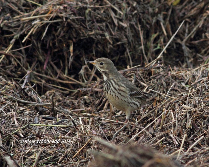 American Buff-bellied Pipit