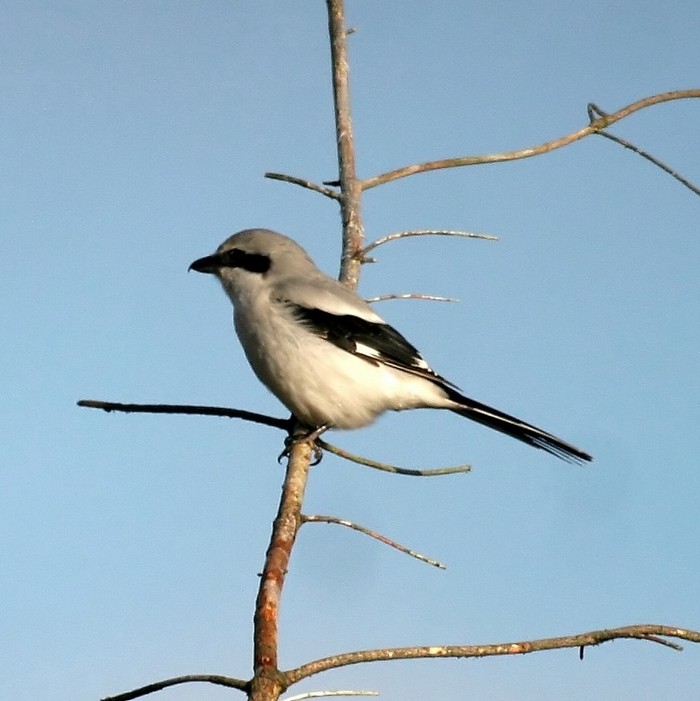 Great Grey Shrike