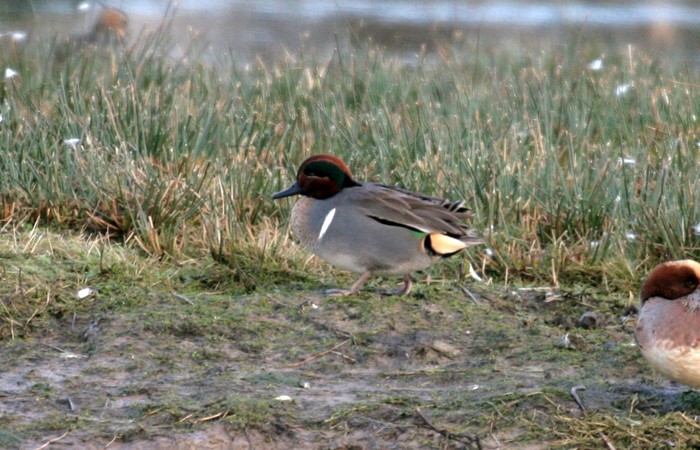 Green-winged Teal