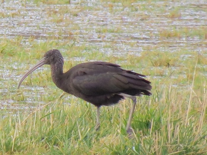 Glossy Ibis