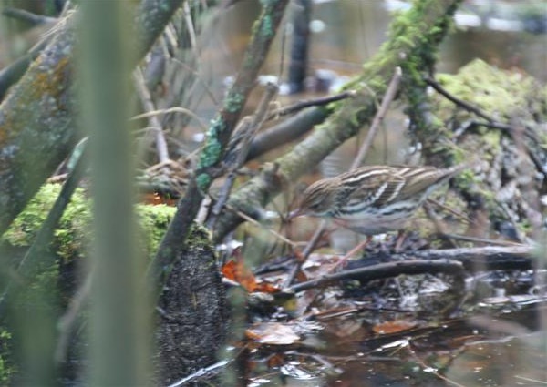 Pechora Pipit