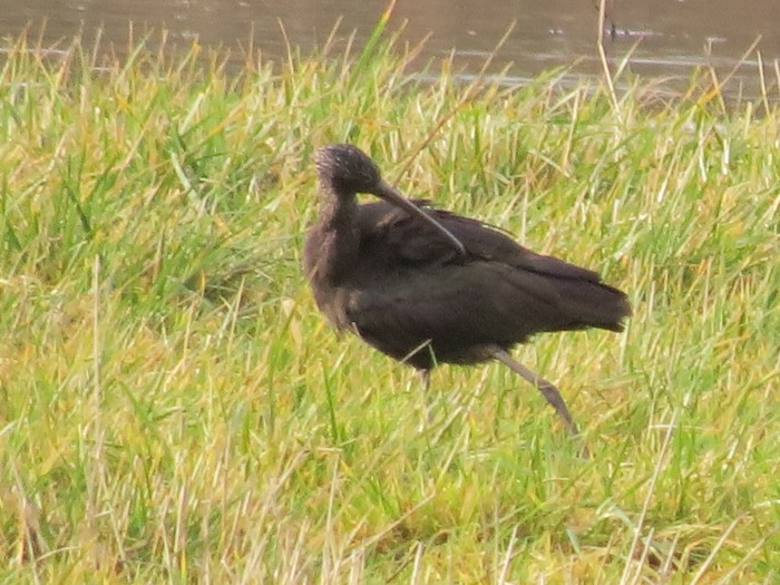 Glossy Ibis