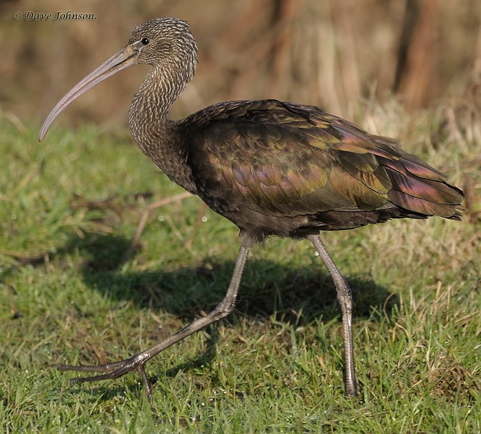 Glossy Ibis
