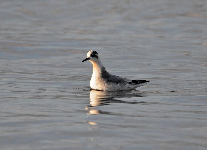 Grey Phalarope