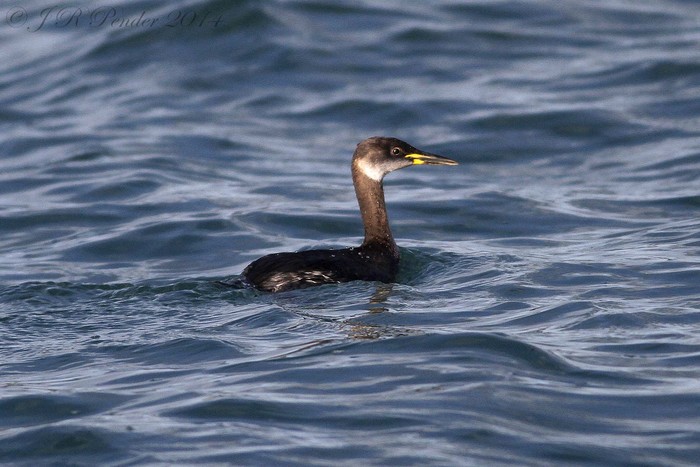 Red-necked Grebe