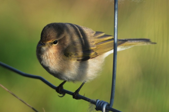 Siberian Chiffchaff