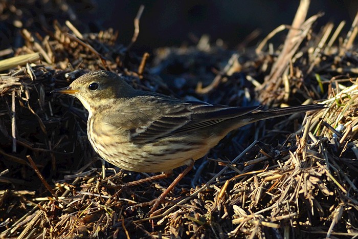 American Buff-bellied Pipit
