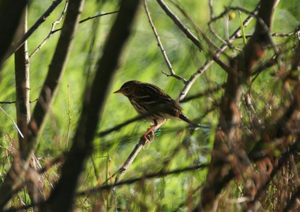 Pechora Pipit