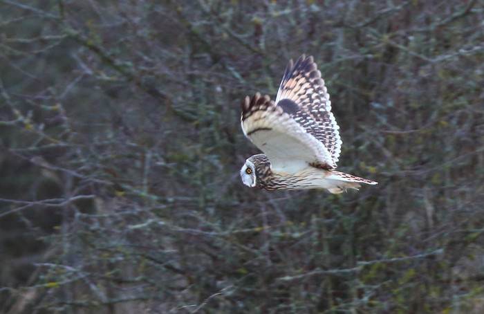 Short-eared Owl