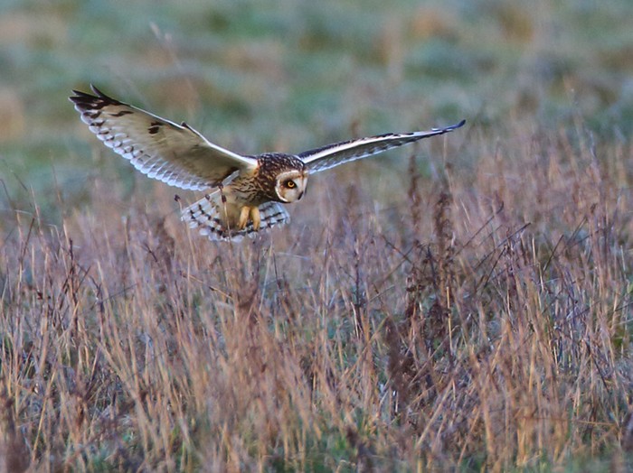 Short-eared Owl