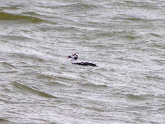 Long-tailed Duck