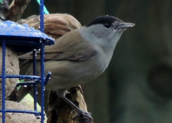 Blackcap