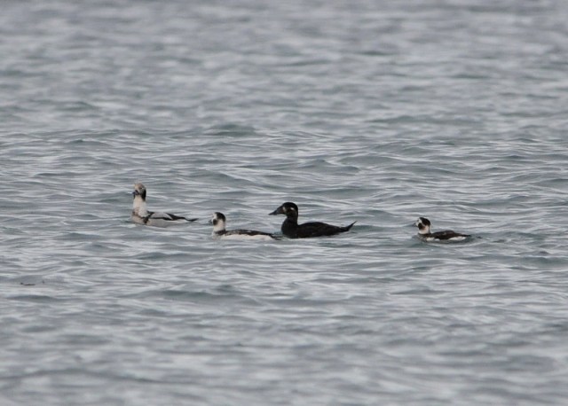 Surf Scoter