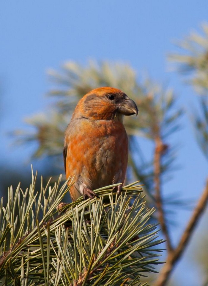 Parrot Crossbill