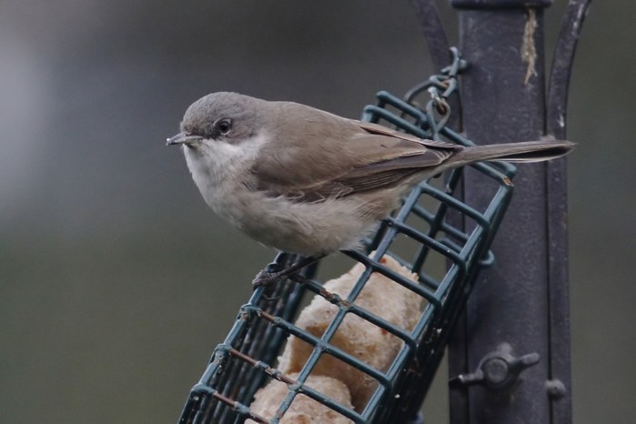 Lesser Whitethroat