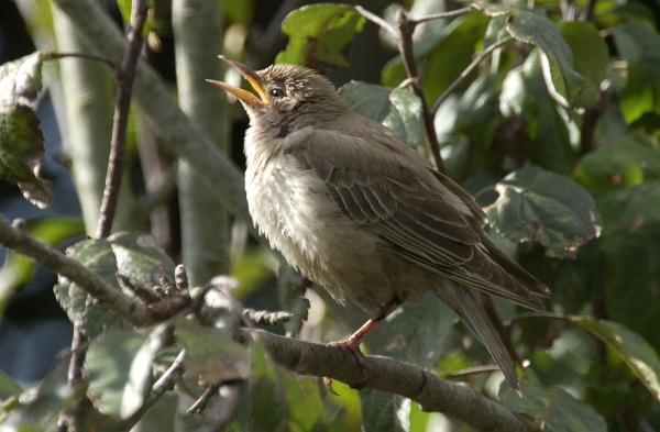 Rose-coloured Starling
