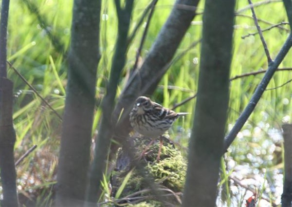 Pechora Pipit